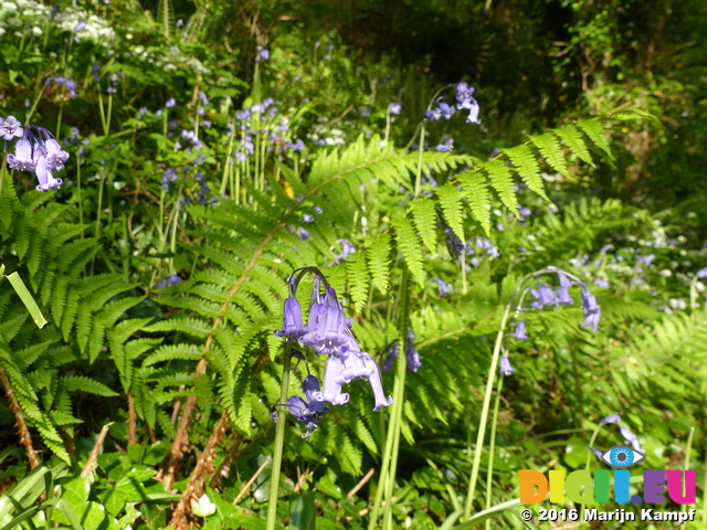 FZ029223 Bluebells at Bosherton lily ponds